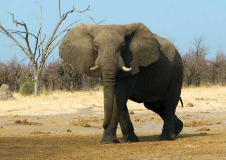 Elefante Africano